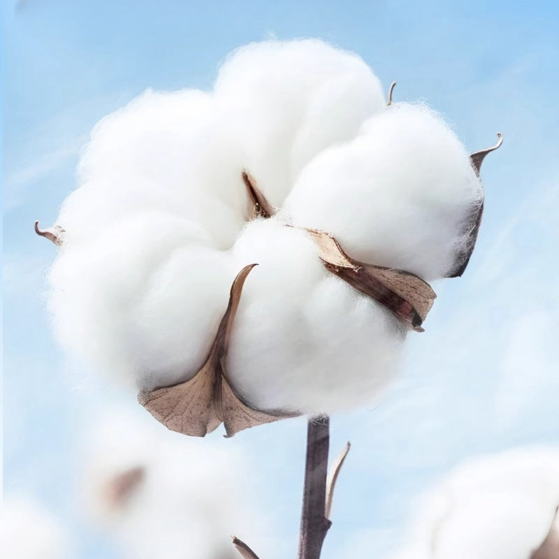Pure Natural Mugwort Powder Plant-Based Sanitary Pads