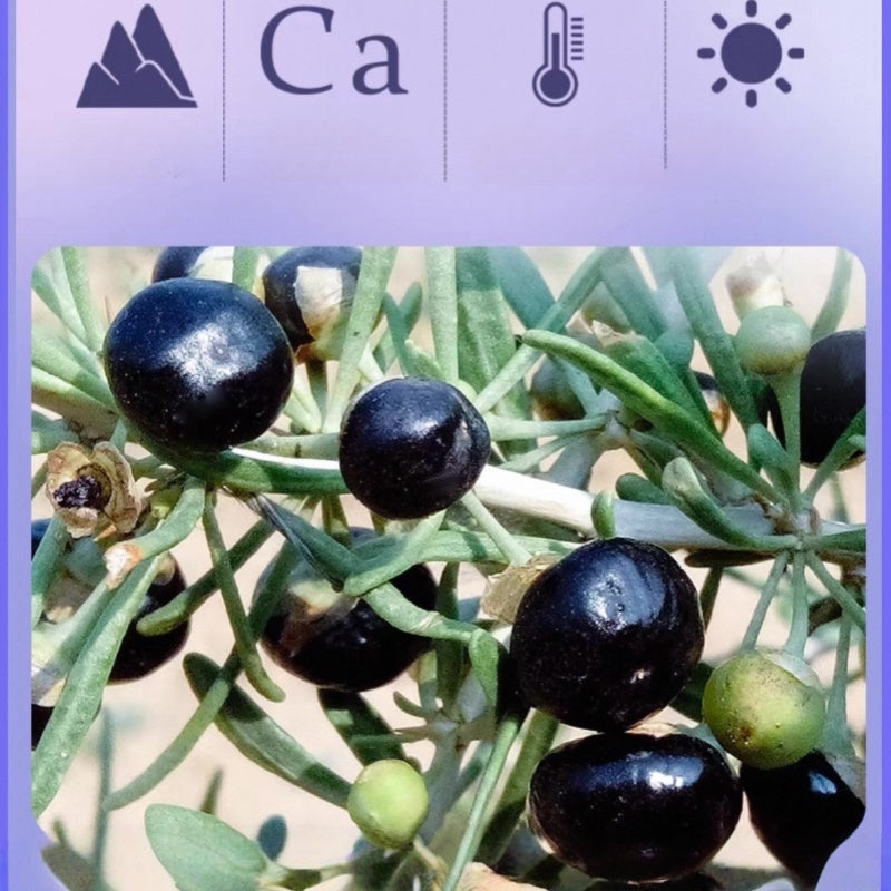 Premium Black Goji Berries from Qinghai China